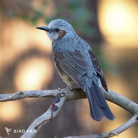 庭 鳥|野鳥図鑑 – BIRD FAN （日本野鳥の会）